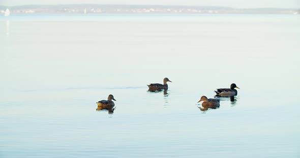 Several ducks swim on a large lake