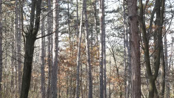 Forest with fallen autumn leaves and yellow branches 4K 2160p 30fps UHD tilting footage - Early fall alt