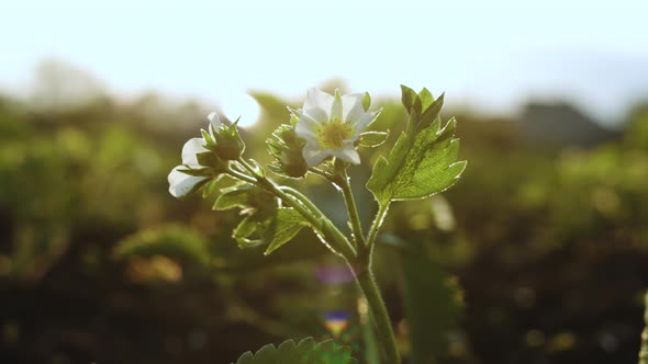 Strawberries Close-up Isolated Fresh Strawberries alt