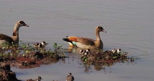 Egyptian Goose, alopochen aegyptiacus, Male with Female and Goslings, real Time 4K alt