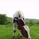 Calf Eat Fresh Green Grass - VideoHive Item for Sale