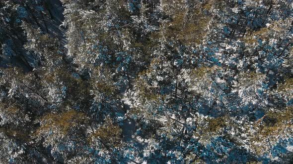 Aerial Top Down Above Snowy Land with Winter Woods. Sunny Weather. Down Fly Over of Winter Forest alt