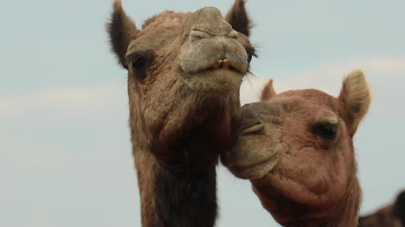 Camels at the Pushkar Fair Also Called the Pushkar Camel Fair or Locally As Kartik Mela alt