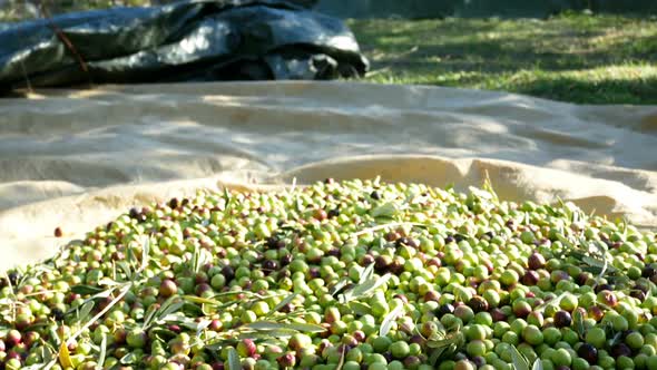 Motion View Of Many Olives Fruits On Ground At Olive Tree Plantation