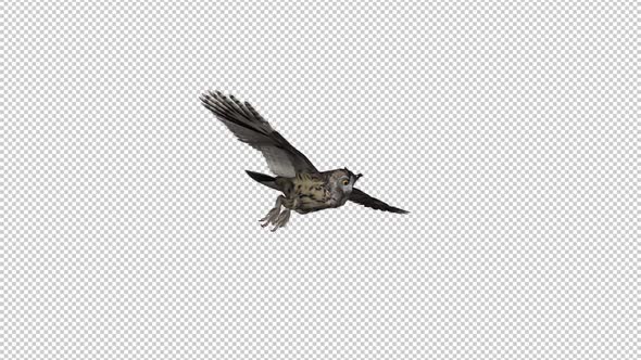 Owl - Horned - Flying Loop - Side View II