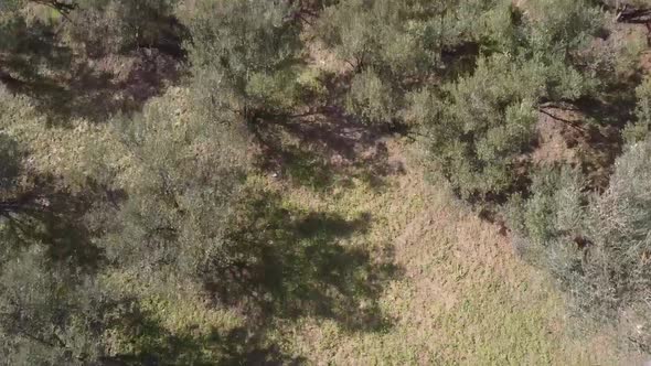 aerial view of olive trees