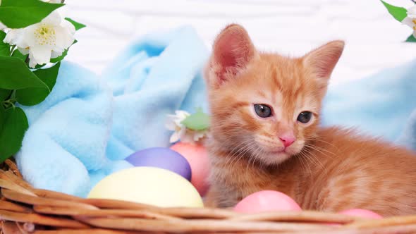A small red tabby kitten lies comfortably in a blue blanket and licks its lips with easters eggs
