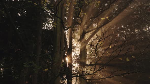 Amazing nature forest and woods landscape scenery with trees in misty foggy weather, bright orange s alt