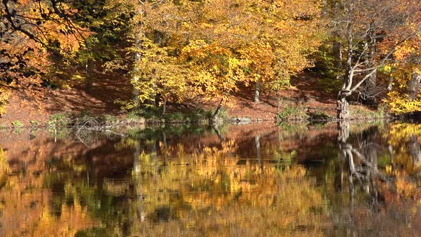Reflection of Autumn Colors on the Lake Surface in the Fantastic Calm Forest alt