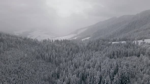 Aerial View of a Frozen Forest with Snow Covered Trees at Winter in Carpathian Mountains
