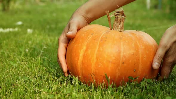 Hands Take Ripe Orange Pumpkin on Green Grass in Autumn Garden