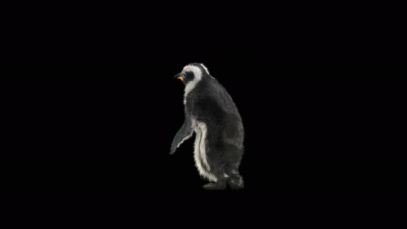 82 Penguin Dancing 4K alt