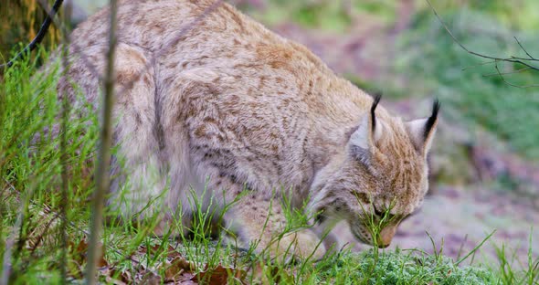 European Lynx Cat Lies in the Forest at Late Fall