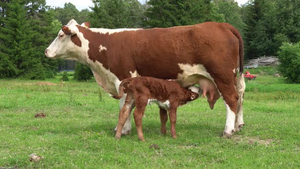 Calf Drinking Milkfrom Mother alt