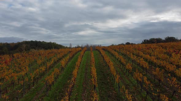 Aerial view bordeaux vineyard, landscape vineyard south west of france, europe 