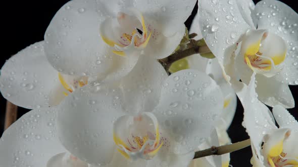 Blossom Orchids, Covered By Water Drops