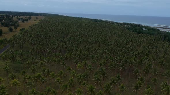 Aerial view of a large village palm plantation growing near the coastline of a remote tropical islan alt