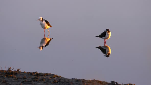 Pied stilt birds in pond during migration season in New Zealand at golden hour alt