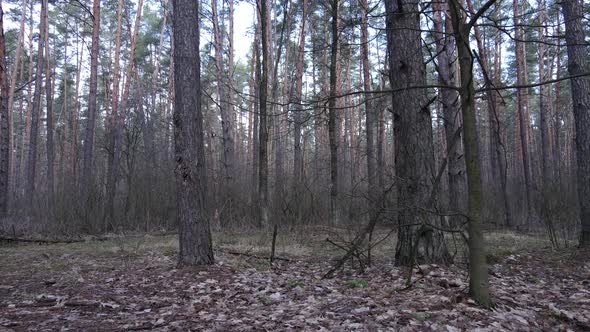 Trees in a Pine Forest During the Day Aerial View alt