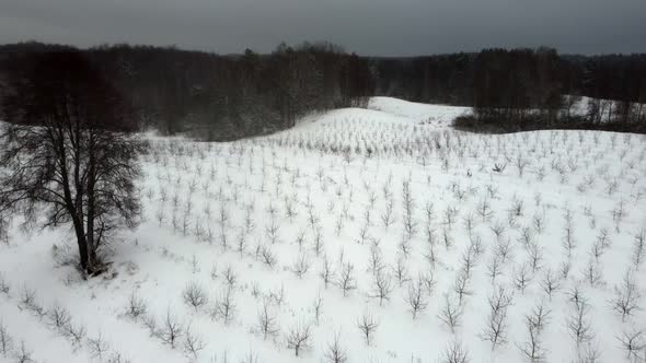 Pskov a Winter Field with Apple Trees Removed From the Air From a Drone alt