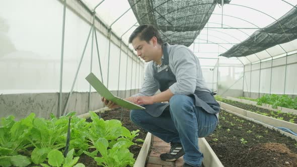 Male farmer works with laptop in plantation greenhouse, fresh organic vegetable.