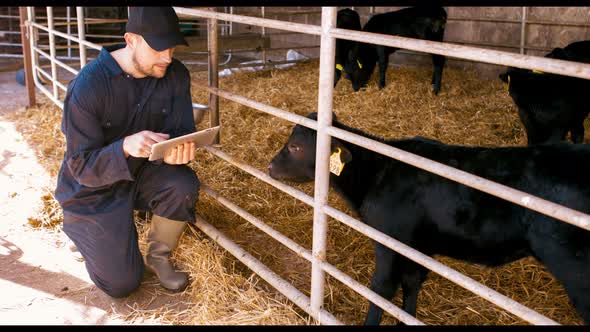 Cattle farmer using digital tablet alt