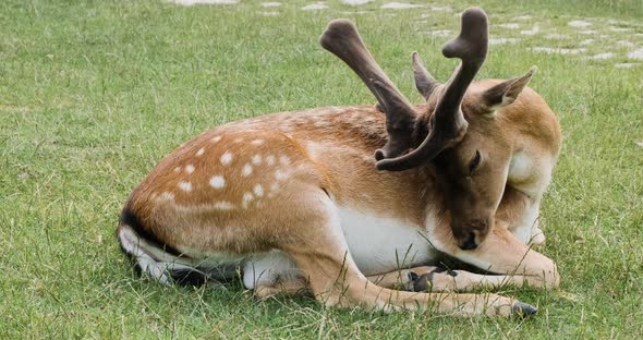 Closeup Sika Deer with Antlers Lick Fur on Green Meadow in Summer National Park alt