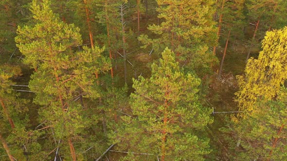 Camera Rises Above the Trees in the Forest. Many Fallen Trees Lie on the Ground. Pine Forest. Autumn