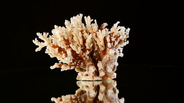 Marine Coral, Black, Rotation alt