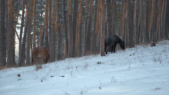 Wild Horses Grazing in the Snowy Winter Forest alt