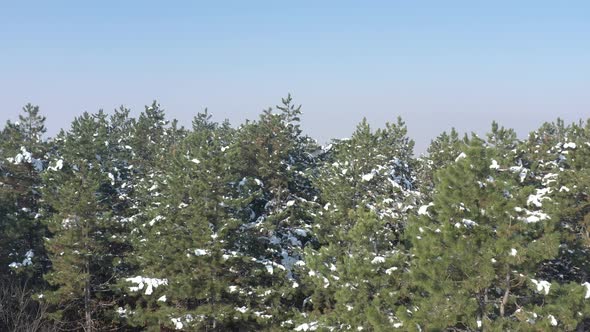Snow on pine tree forest under blue sky 4K drone video alt