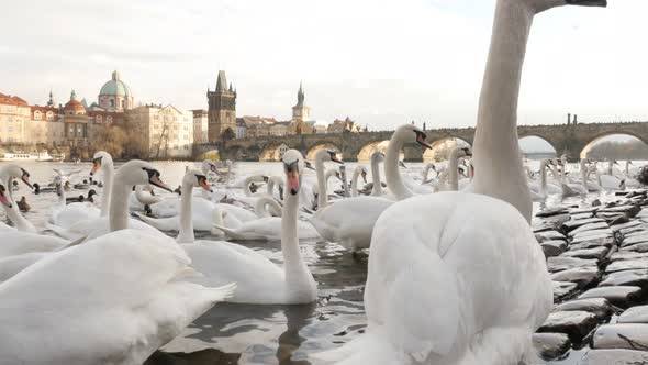 Vltava river banks in capital of Czechia with lot of swans on water 3840X2160 UHD footage - White Cy