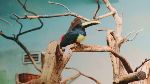 Vitising Zoo Aracari Toucan with Black Yellow and Red Feathers