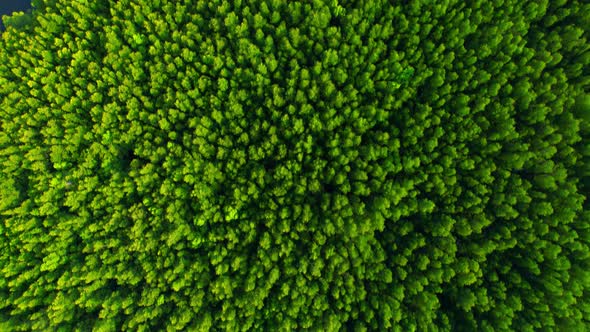 4K Aerial view of mangrove forest at khao jom pa, trang, Thailand. 4k Footage alt