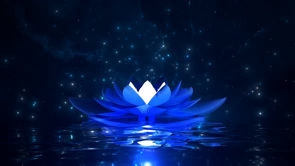 Blue Lotus Flower By Jerry An Videohive