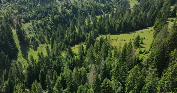 High In The Mountains Above The Christmas Tree Forest. Top View