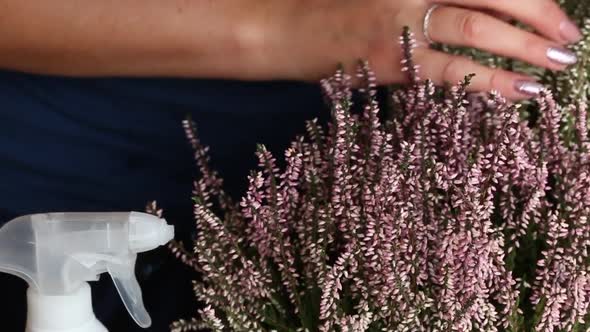 A Woman Touches A Potted Heather With Her Hands. The Camera Moves On A Slider. Close Up,