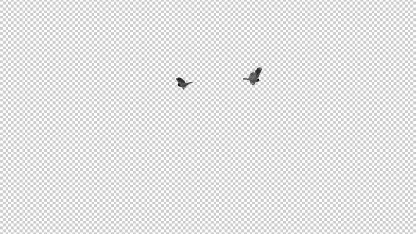 Eurasian Jackdaws - 2 Birds Flying Around - Transparent Loop