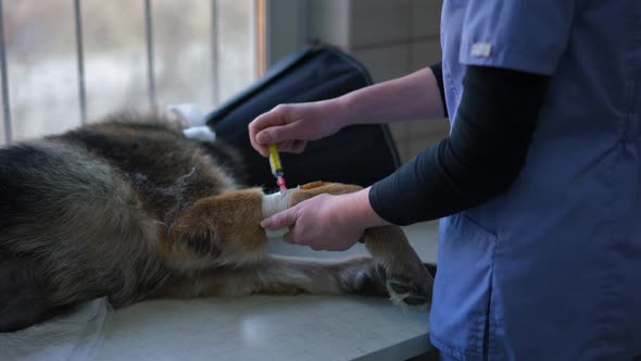 Unrecognizable Veterinarian Injecting Drug in Dropper in Leg of Dog with Covered Head alt