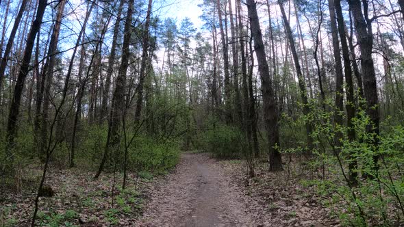 Small Road in the Forest During the Day alt