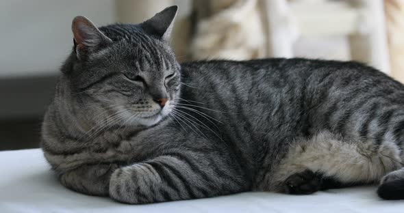 typical brindle cat relaxed on his kennel