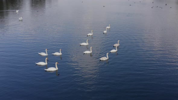 Aerial Shot of a Large Flock of White Swans on the Lake alt