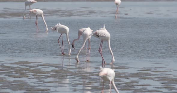 Flamingos Feeding in Shallow Water