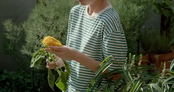 Decorative Sunflower in Female Hands