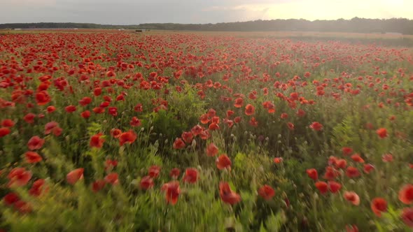  Drone Footage of Flight Over Red Field of Poppies alt