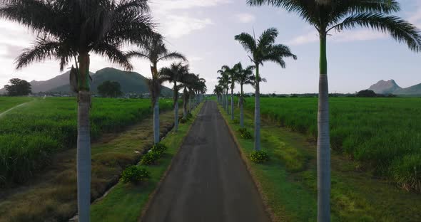 Aerial View of the Palm Trees Passing By Under Sunny Blue Skies alt