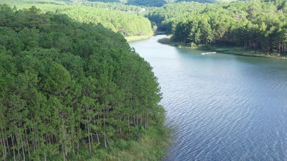 Aerial view of green pine tree forest and lakeshore