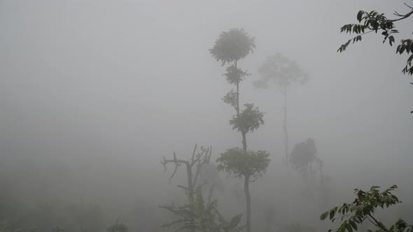 Rainforest in Cloud, Bali, Indonesia alt