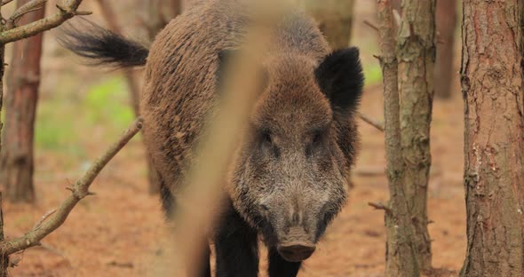 Belarus. Wild Boar Or Sus Scrofa, Also Known As The Wild Swine, Eurasian Wild Pig Sniffs Air In alt