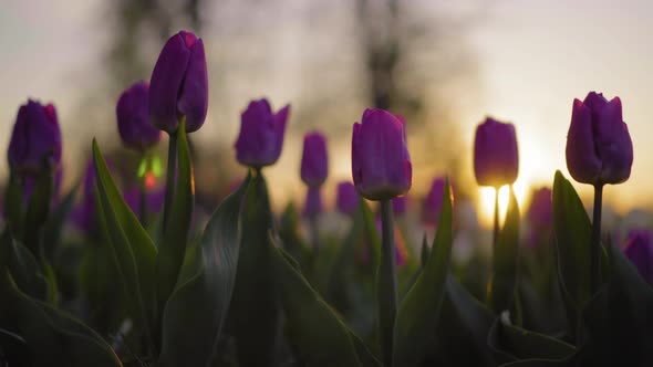 Purple Flowers Tulips Swaying Gently From a Weak Wind. The Rays of the Setting Sun Beautifully alt